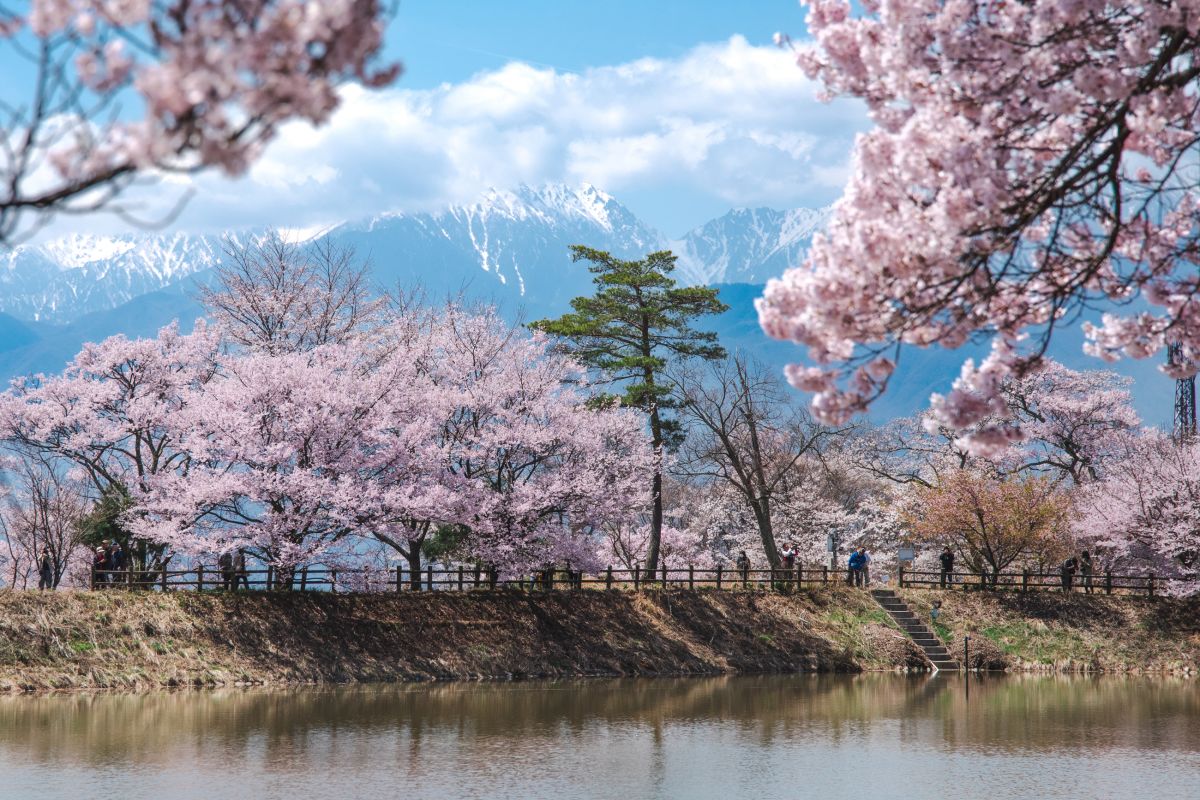 南信州の桜旅　六道の堤